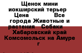 Щенок мини иокширский терьер › Цена ­ 10 000 - Все города Животные и растения » Собаки   . Хабаровский край,Комсомольск-на-Амуре г.